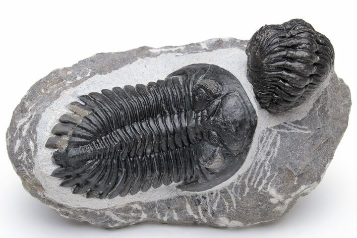 Hollardops With Enrolled Austerops Trilobite - Morocco #230496